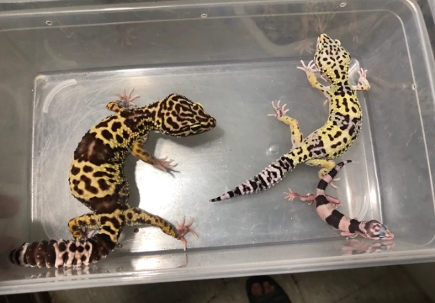 豹紋守宮吃太多