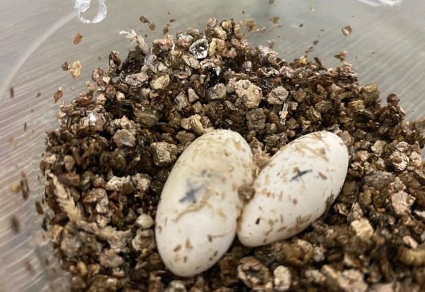 守宮蛋孵化溫度