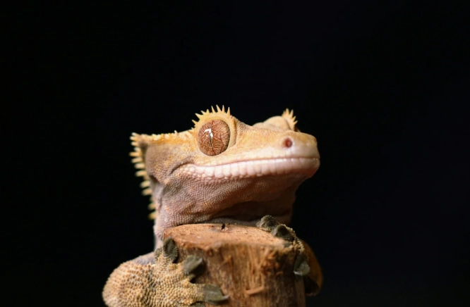 睫角守宮生蛋全攻略：繁殖準備、環境設置到孵化照顧一次掌握