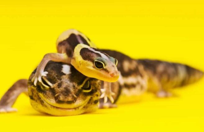 守宮繁殖條件 守宮繁殖條件
