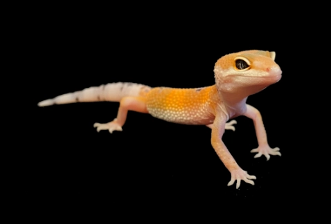 守宮墊材推薦 守宮墊材推薦