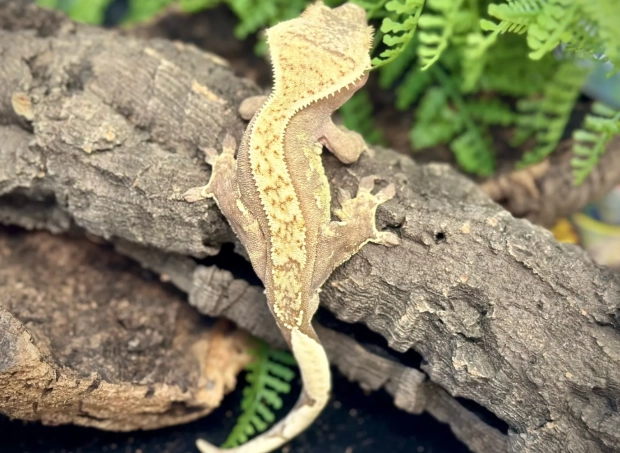 睫角守宮蟋蟀飼養 睫角守宮蟋蟀飼養