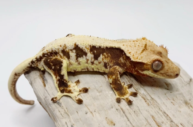 睫角守宮蟋蟀飼養 睫角守宮蟋蟀飼養