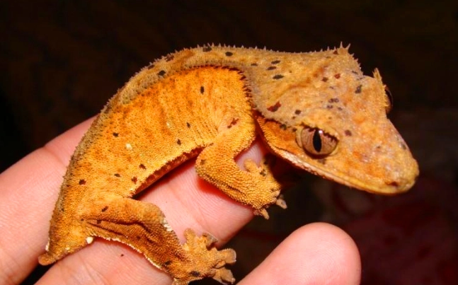 睫角守宮發色 睫角守宮發色