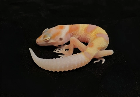 守宮墊材推薦 守宮墊材推薦