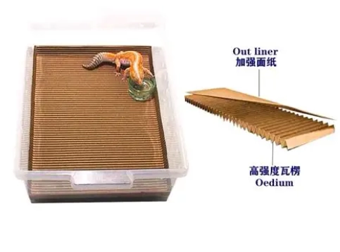 豹紋守宮墊材選擇全攻略：安全、清潔與常見錯誤解析