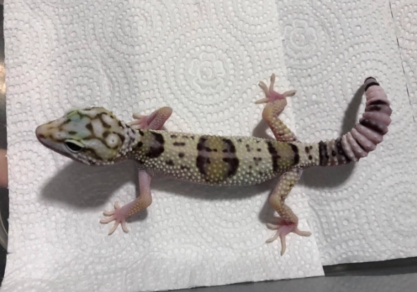 豹紋守宮繁殖 豹紋守宮繁殖