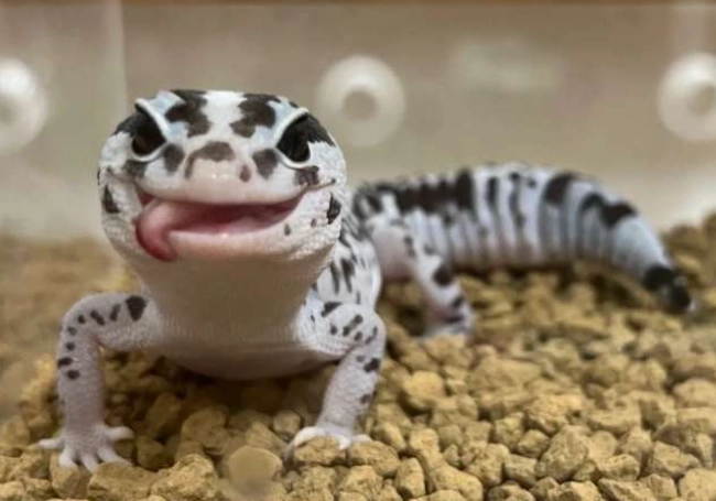 守宮繁殖條件 守宮繁殖條件