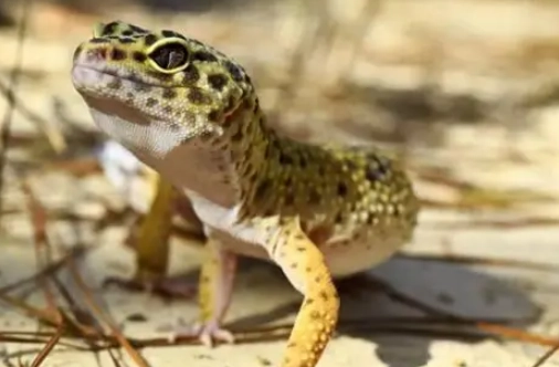 爬蟲鈣粉餵食 爬蟲鈣粉餵食