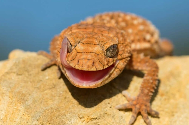 守宮吐舌頭原因