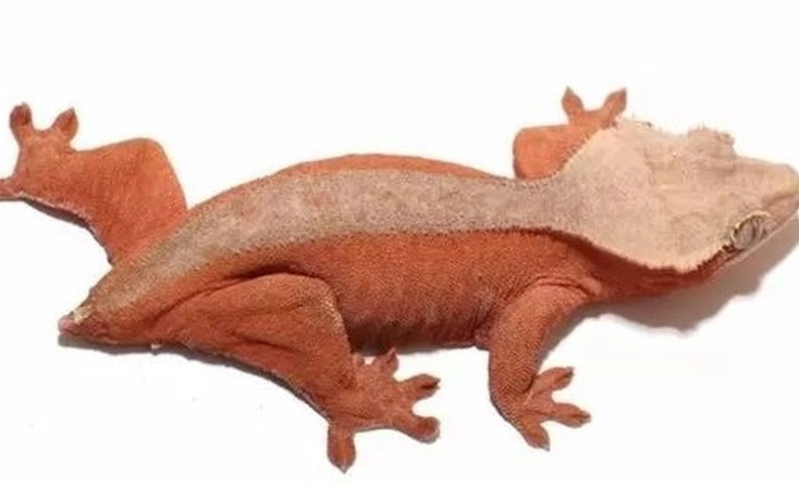 睫角守宮顏色基因 睫角守宮顏色基因