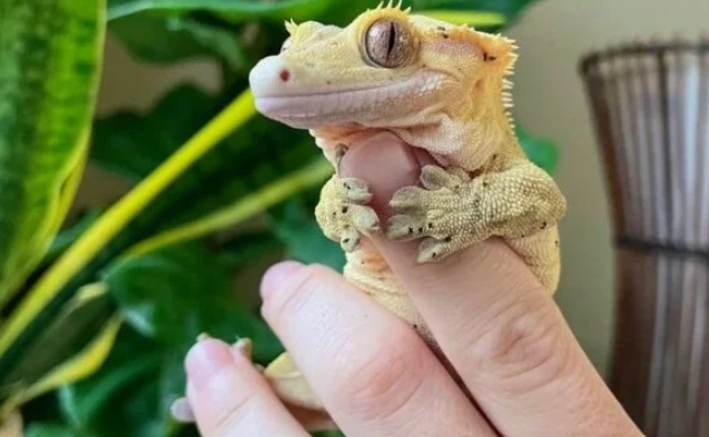 守宮加熱墊設定