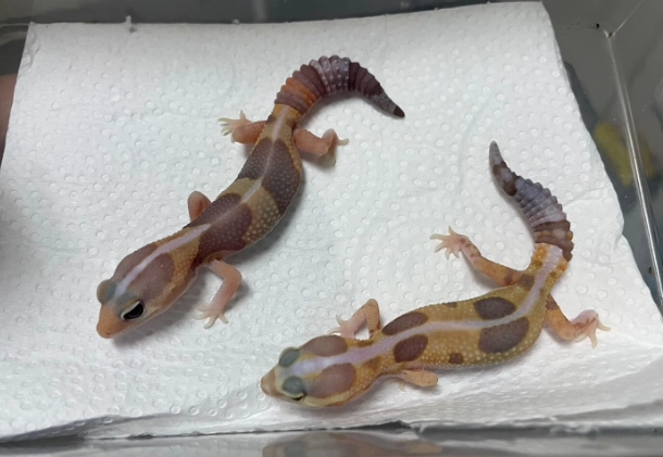 肥尾守宮季節 肥尾守宮季節