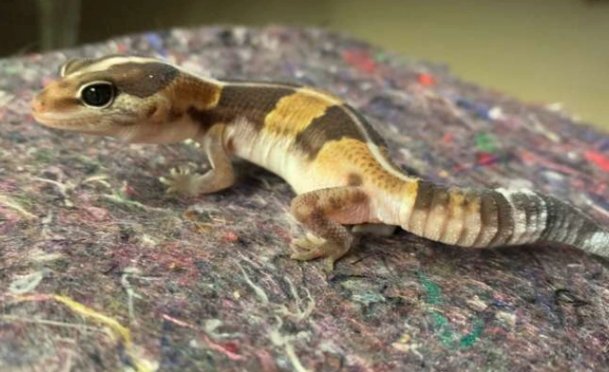 守宮遺傳學 守宮遺傳學