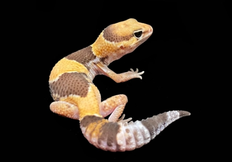 肥尾守宮繁殖 肥尾守宮繁殖