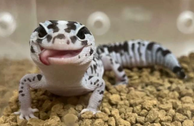 肥尾守宮繁殖基因全解析：遺傳機制、實戰技巧與常見問題