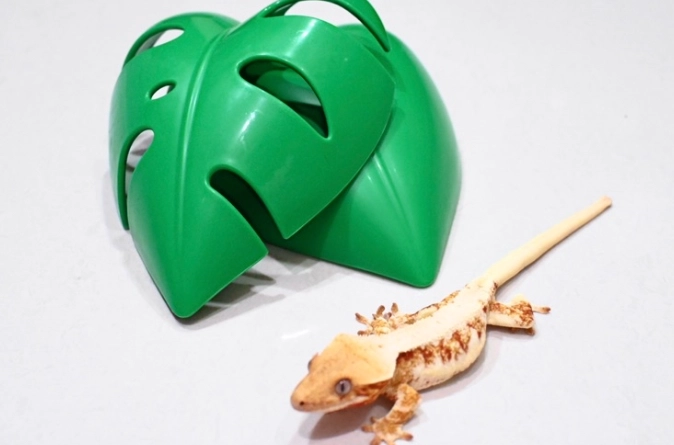 睫角守宮需要躲避屋嗎？資深飼主解析躲避屋的必要性與選擇指南