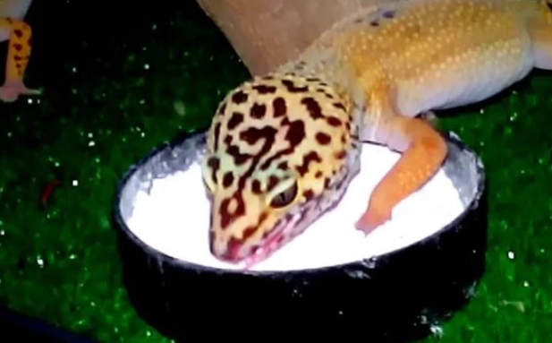 爬蟲鈣粉餵食 爬蟲鈣粉餵食