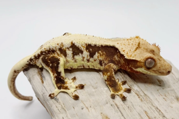 睫角守宮顯色全攻略：基因、環境與食物如何影響發色表現