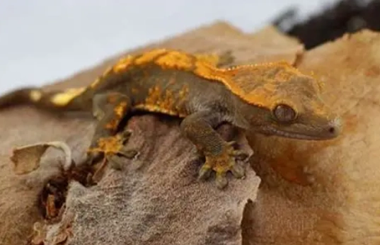 睫角守宮餵食量