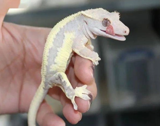 睫角守宮發色 睫角守宮發色