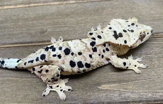 睫角守宮顏色基因 睫角守宮顏色基因