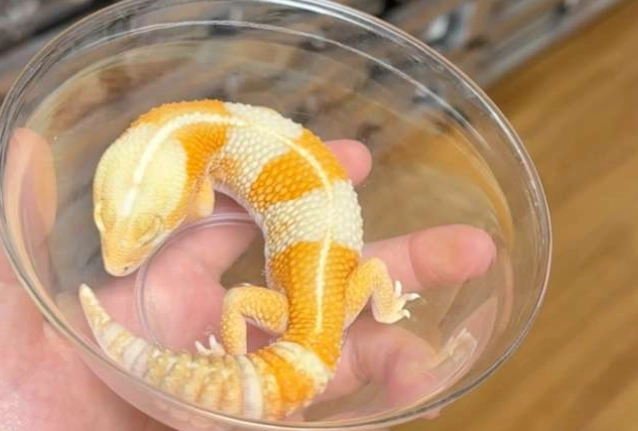 肥尾守宮繁殖 肥尾守宮繁殖