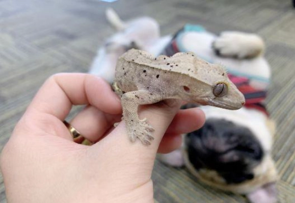 爬蟲 水果 餵食