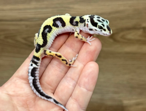 爬蟲寵物墊材 爬蟲寵物墊材