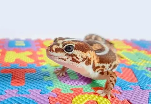 爬蟲寵物墊材 爬蟲寵物墊材