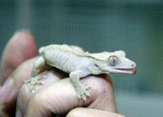 爬蟲寵物餵食 爬蟲寵物餵食