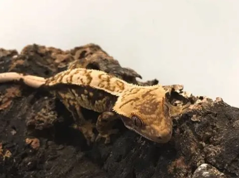 睫角守宮躲避屋