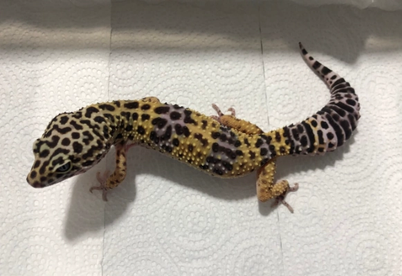 豹紋守宮繁殖季