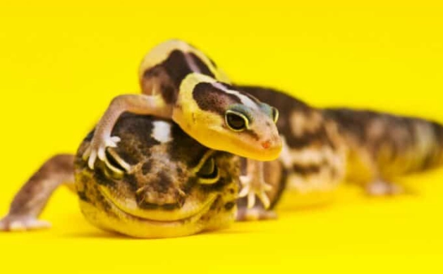 守宮生病症狀 守宮生病症狀