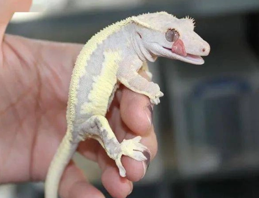 爬蟲寵物餵食 爬蟲寵物餵食