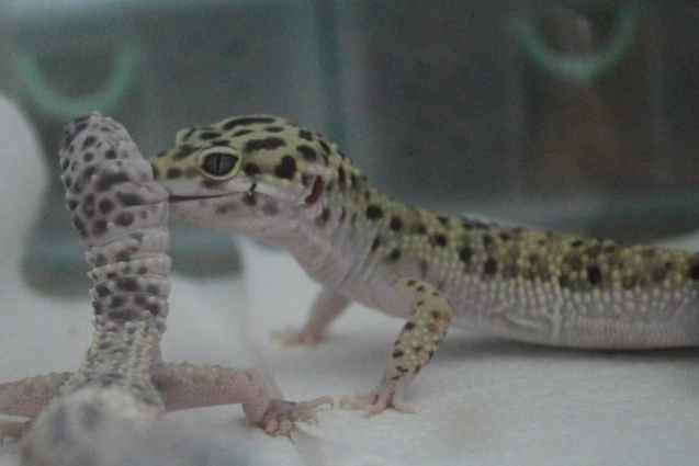 守宮繁殖季節 守宮繁殖季節