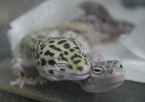 豹紋守宮孵化 豹紋守宮孵化