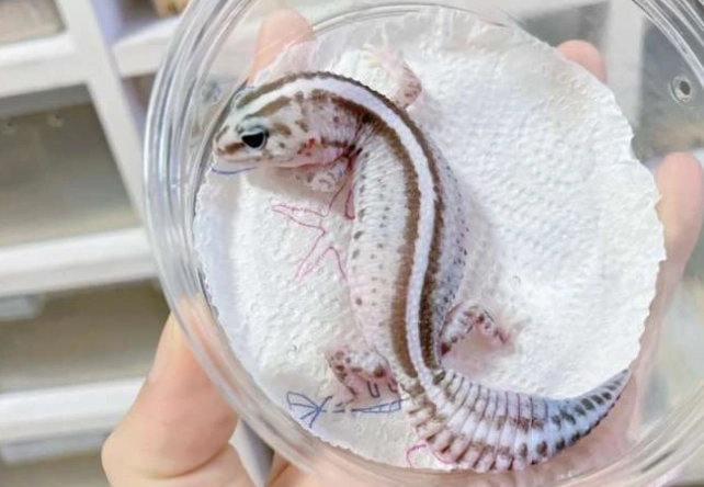 肥尾守宮季節 肥尾守宮季節