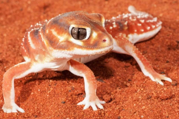 爬蟲寵物急救 爬蟲寵物急救