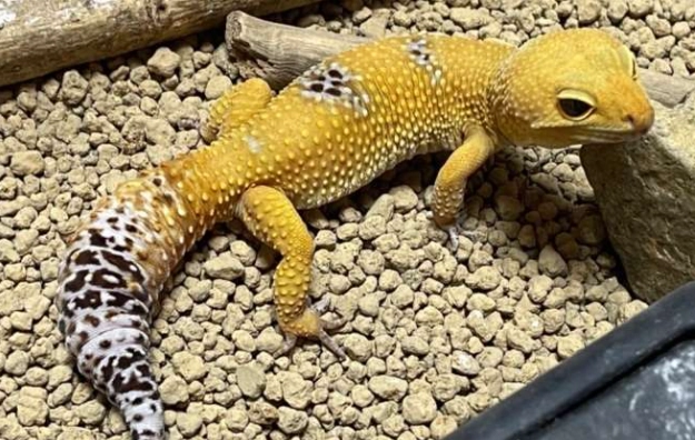 豹紋守宮繁殖 豹紋守宮繁殖