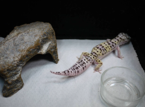 爬蟲寵物墊材 爬蟲寵物墊材