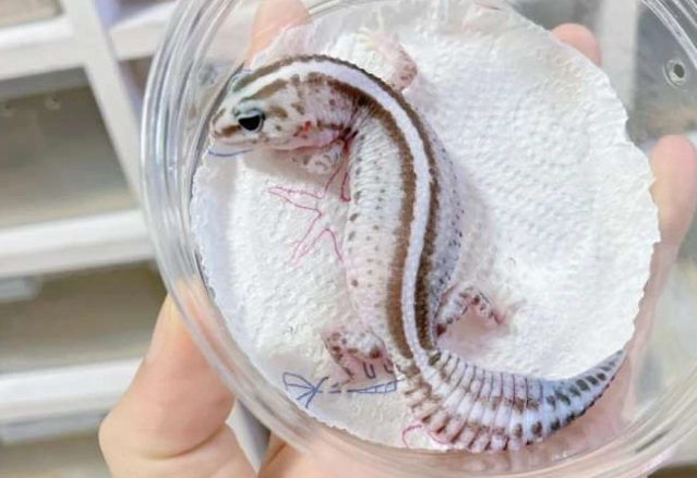 肥尾守宮基因 肥尾守宮基因