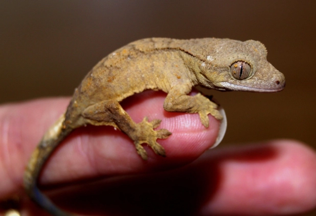 爬蟲 水果 餵食