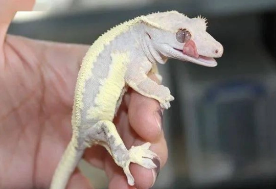 睫角守宮吃多少