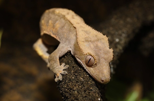 睫角守宮吃什麼 睫角守宮吃什麼