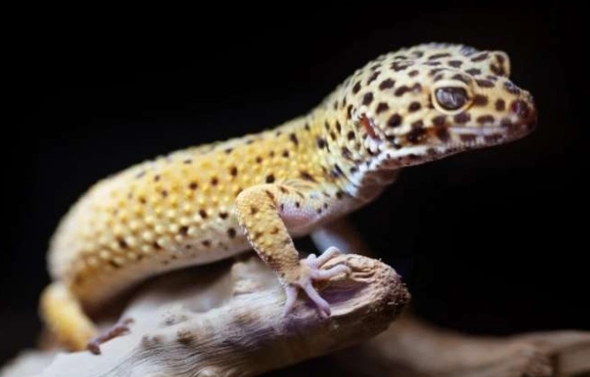 肥尾守宮基因 肥尾守宮基因