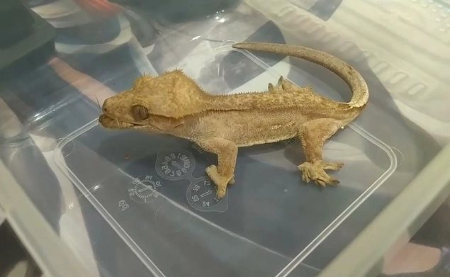 睫角守宮餵養頻率