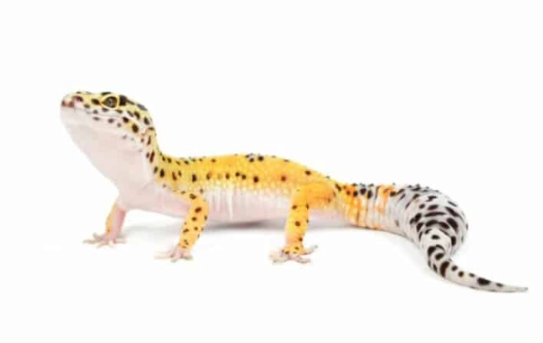 爬蟲寵物急救 爬蟲寵物急救