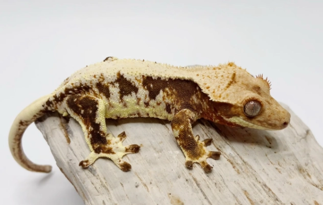 睫角守宮環境佈置