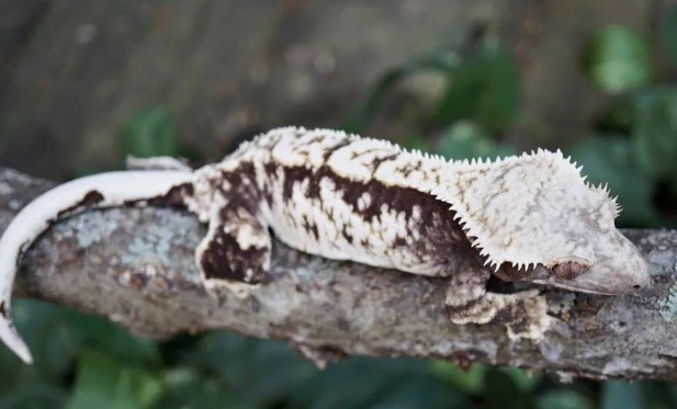 睫角守宮顏色基因 睫角守宮顏色基因